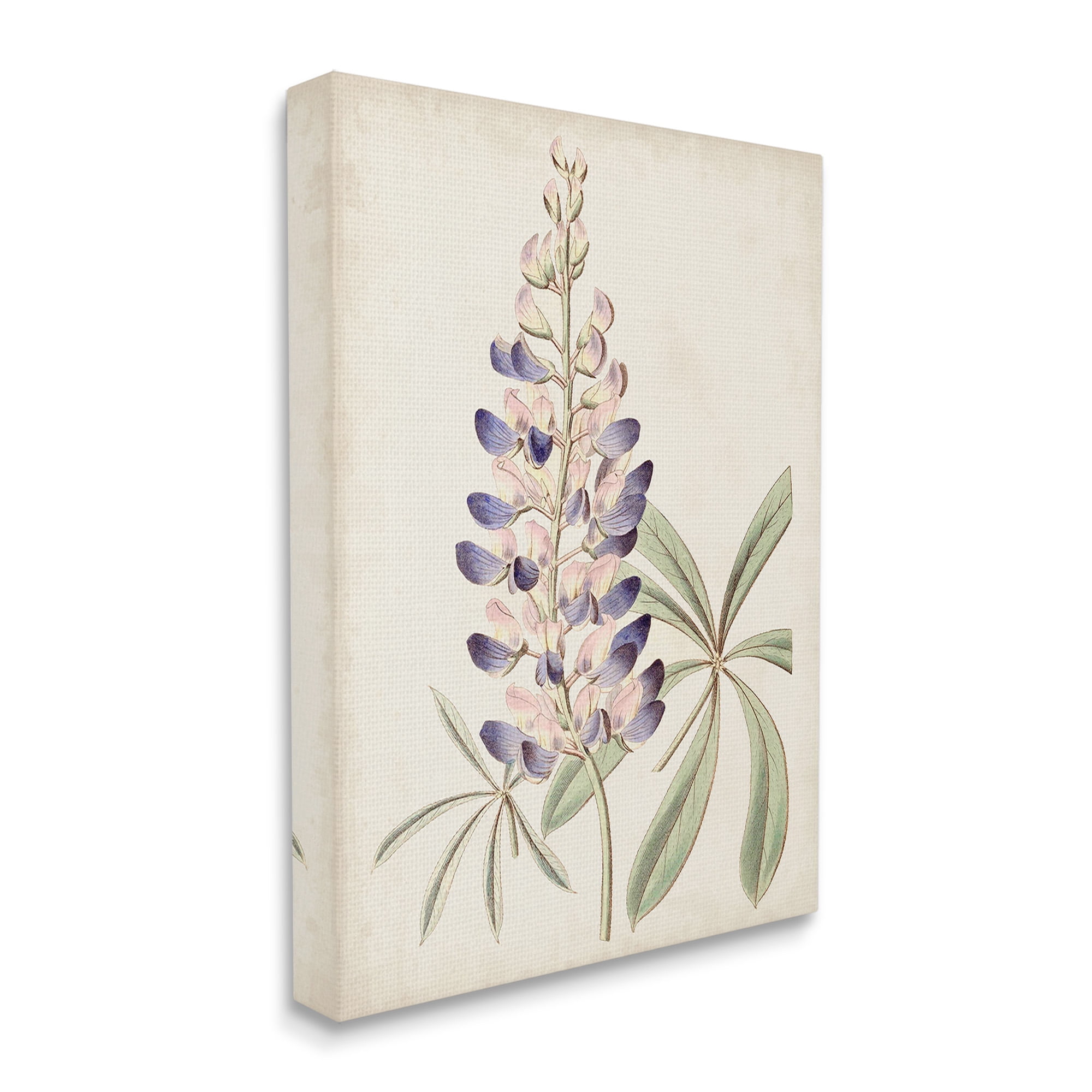 Stupell Industries Vintage Lupin Plant Botanical & Floral Painting Gallery Wrapped Canvas Art Print Wall Art, 36 x 48