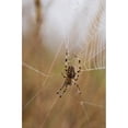 thumbnail image 2 of A European Garden Spider waits in her web; Astoria, Oregon, United States of America Poster Print by Robert L. Potts / Design Pics (11 x 17), 2 of 2