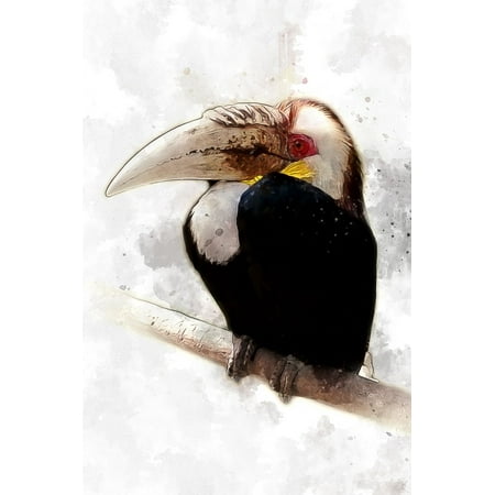 Rainforest Animal Pictures - LAMINATED POSTER Animal Rainforest Fauna Hornbill Tropical Bird Poster Print 24 x 36