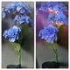 thumbnail image 4 of Luces de Jardín, Iluminación Paisajística, Luces Combinadas con Cambio de Color, Luces Solares Inalámbricas con Estaca para Jardín, Ideales para Cercas, Patios, Jardines y Decoración de Macizos de Fl, 4 of 7