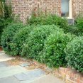 thumbnail image 3 of Carissa Holly I 1 Large Gallon Size Plant I Ilex Cornuta I Live Dense Evergreen Shrub for Hedging, Borders, and Ornamental Landscaping, Glossy Leaves and Red Berries, 3 of 7
