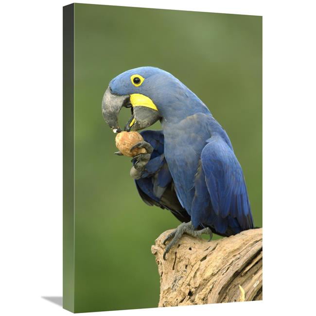 11 x 15 Natural Color Fine Art Paper Blue Hyacinth Macaw Parrot Wall Art Vintage Illustration Print Matte Finish Tropical Bird Poster