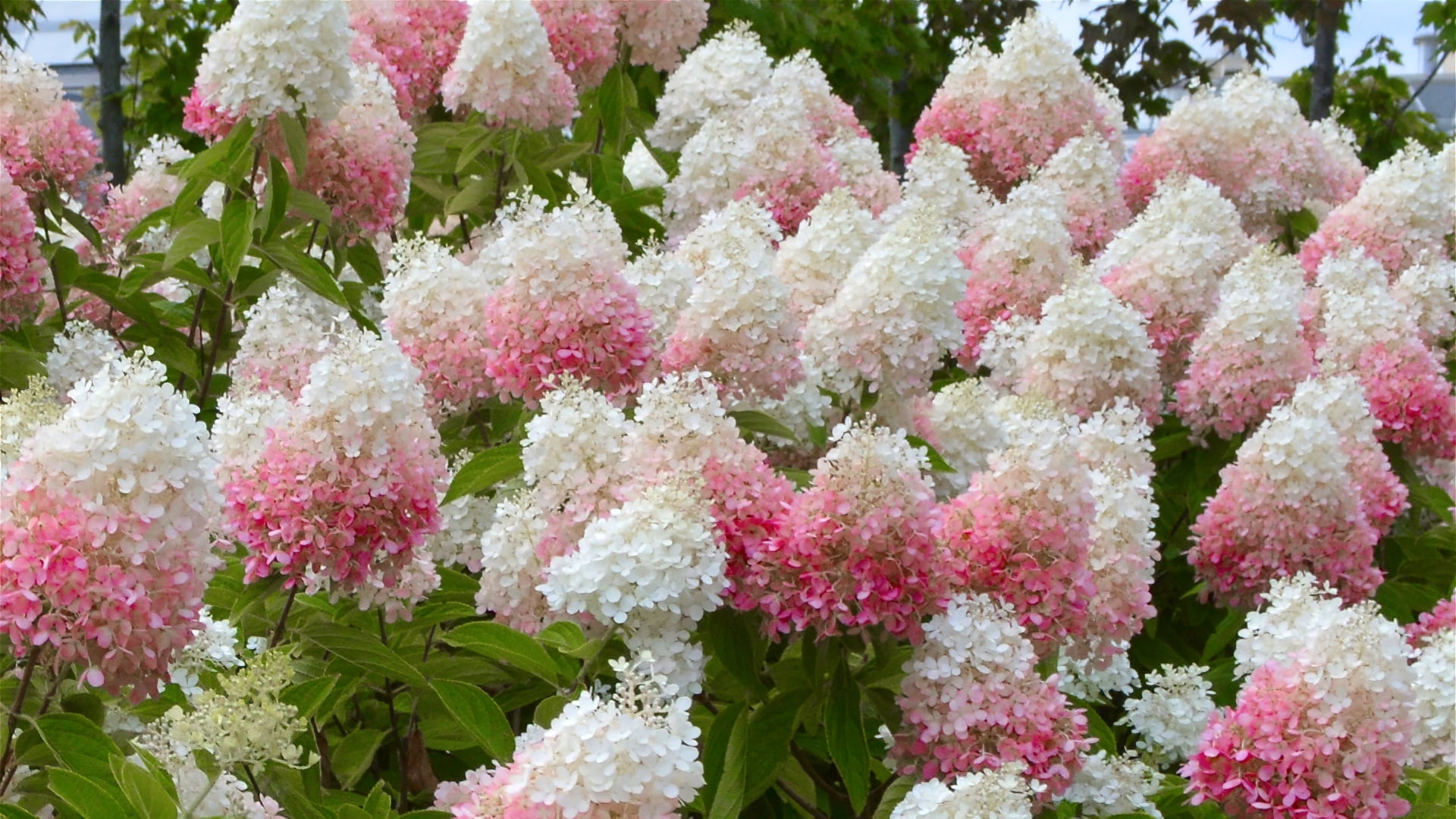 National Plant Network 2 gal. Hydrangea Strawberry Sundae Shrub with White and Pink Flowers