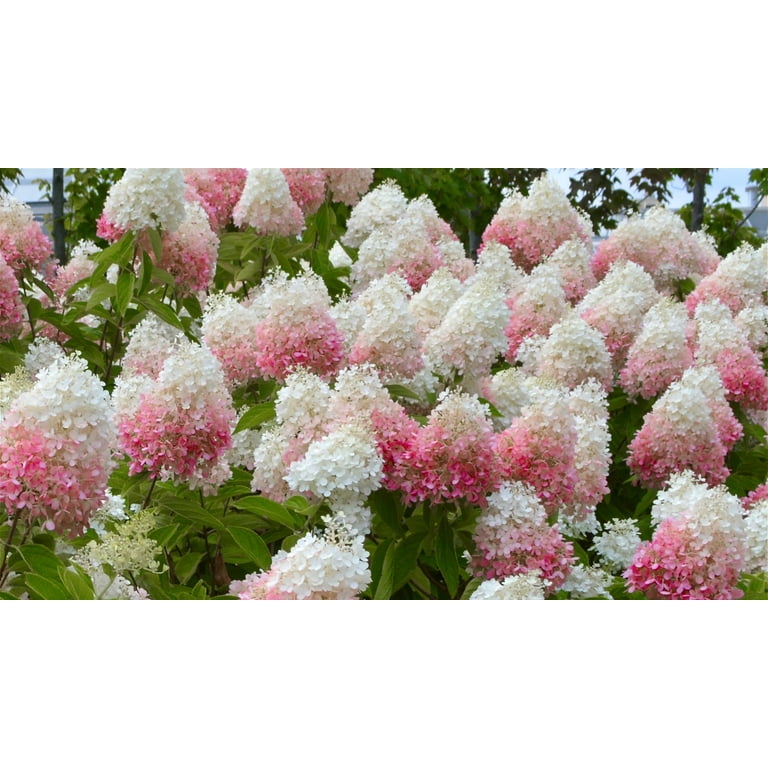 Hydrangea4937　0602 KIRKTON HOUSE 23