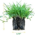 thumbnail image 3 of Bermuda Grass Plug Tray | EZ Plug 50 Grass Plugs Per Tray, 3 of 7