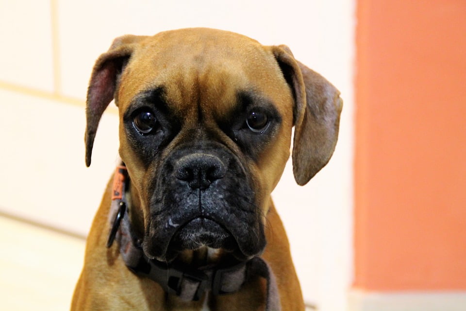 Boxer Dog Sad20 Inch By 30 Inch Laminated Poster With Bright Colors