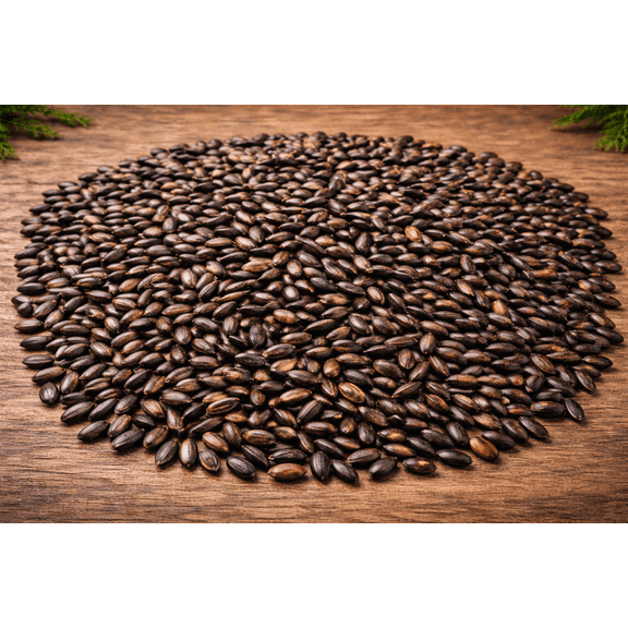 CZ Grain 500  Black Bamboo Plant Seeds, Fast-Growing, Privacy Screening