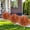 Orange, variant on Artificial Cedar Fall Topiary Ball Trees 24", UV Resistant Bushes & Shrubs with Ground Spike, for Outdoor Planter Front Porch Autumn Decor