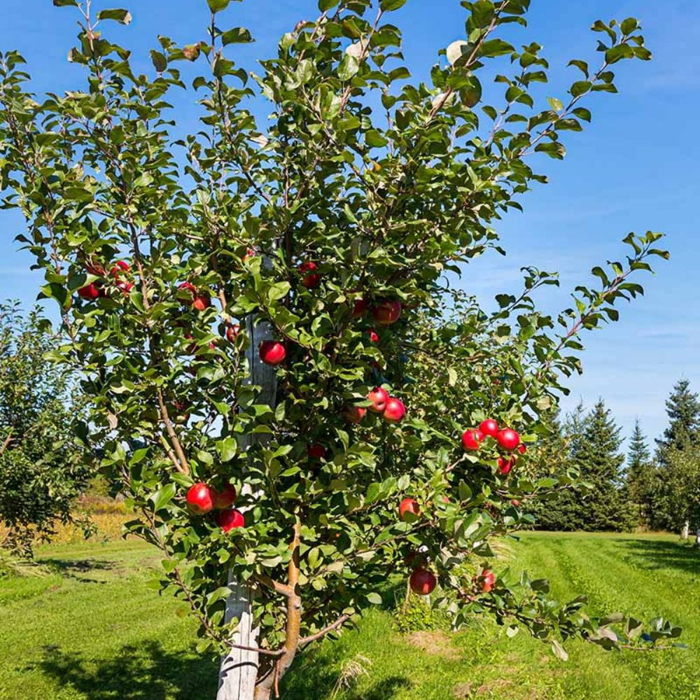Expert Gardener Semi-Dwarf Honeycrisp Apple Live Tree, 3-4 ft Tall, 7 gal Grower Pot
