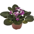 thumbnail image 5 of Optimara African Violet (1 Plant) Live Indoor Flowering Houseplant, 4 Inch Grower's Choice, Assorted Varieties and Colors, 5 of 5