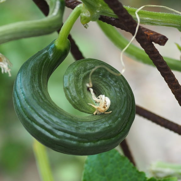 Cucumber Seeds - Metki Dark Green Armenian - 1 Oz ~950 Seeds - Cucumis sativus - Farm & Garden Vegetable Seeds - Non-GMO, Heirloom, Open Pollinated, Annual