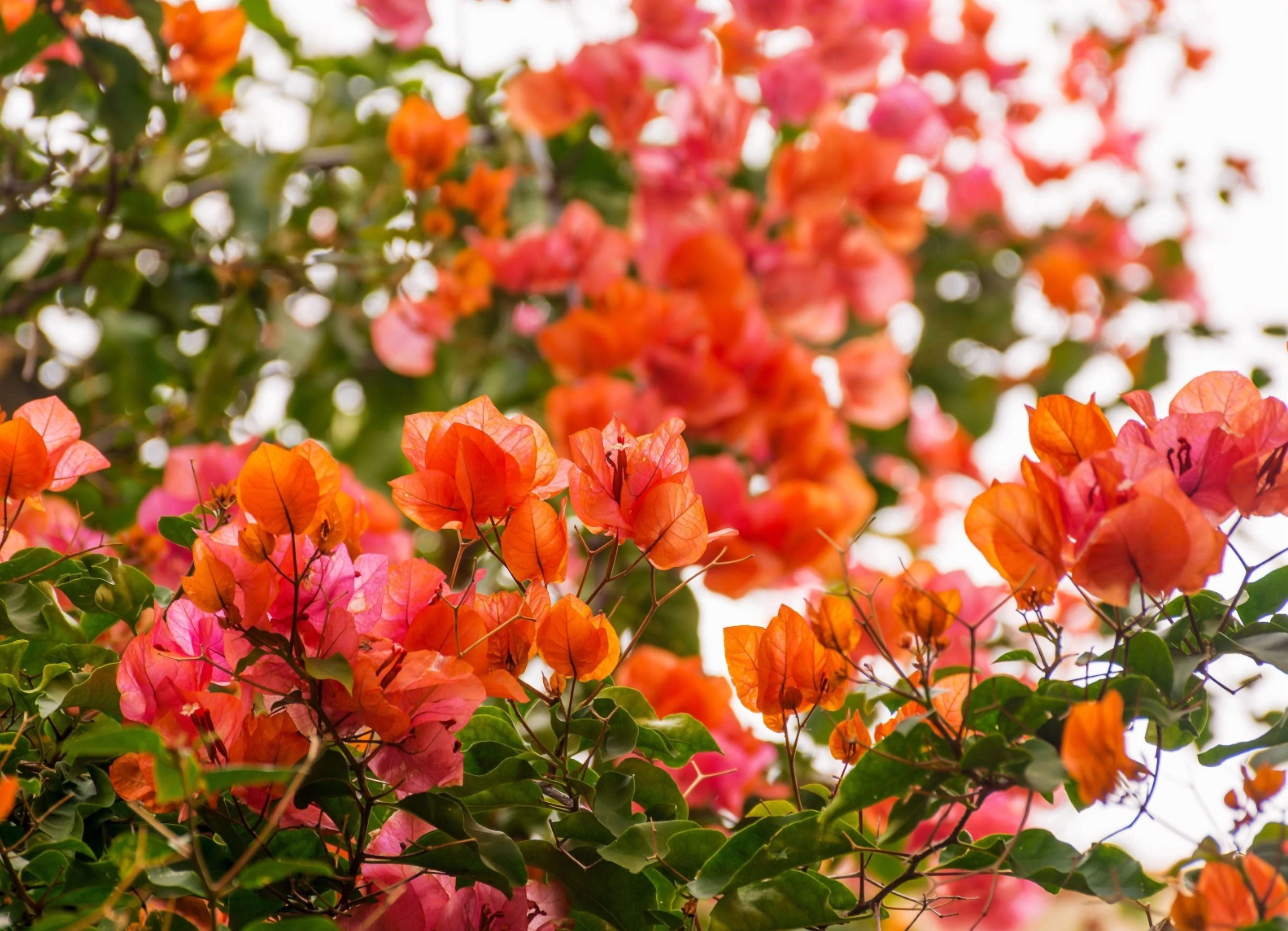 Set 2 Sundown Orange Bougainvillea Live Starter Plants for Planting, Orange Bougainvillea Flower Plants, Rare Multi-Colored Blooms, 4 to 6 Inch Tall, Ship No Pot