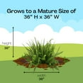 thumbnail image 7 of Expert Gardener Kimberly Queen Fern Live Plant in 10-inch Grower Pot, 7 of 7
