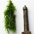 thumbnail image 4 of 2Sets Aquarium Moss Decoration, Grow Your Own Mini Christmas Tree Plant, Fish Tank Decoration, Grow Aquatic Plants, Moss and Other Plants, Moss or Plants not Included, 4 of 6