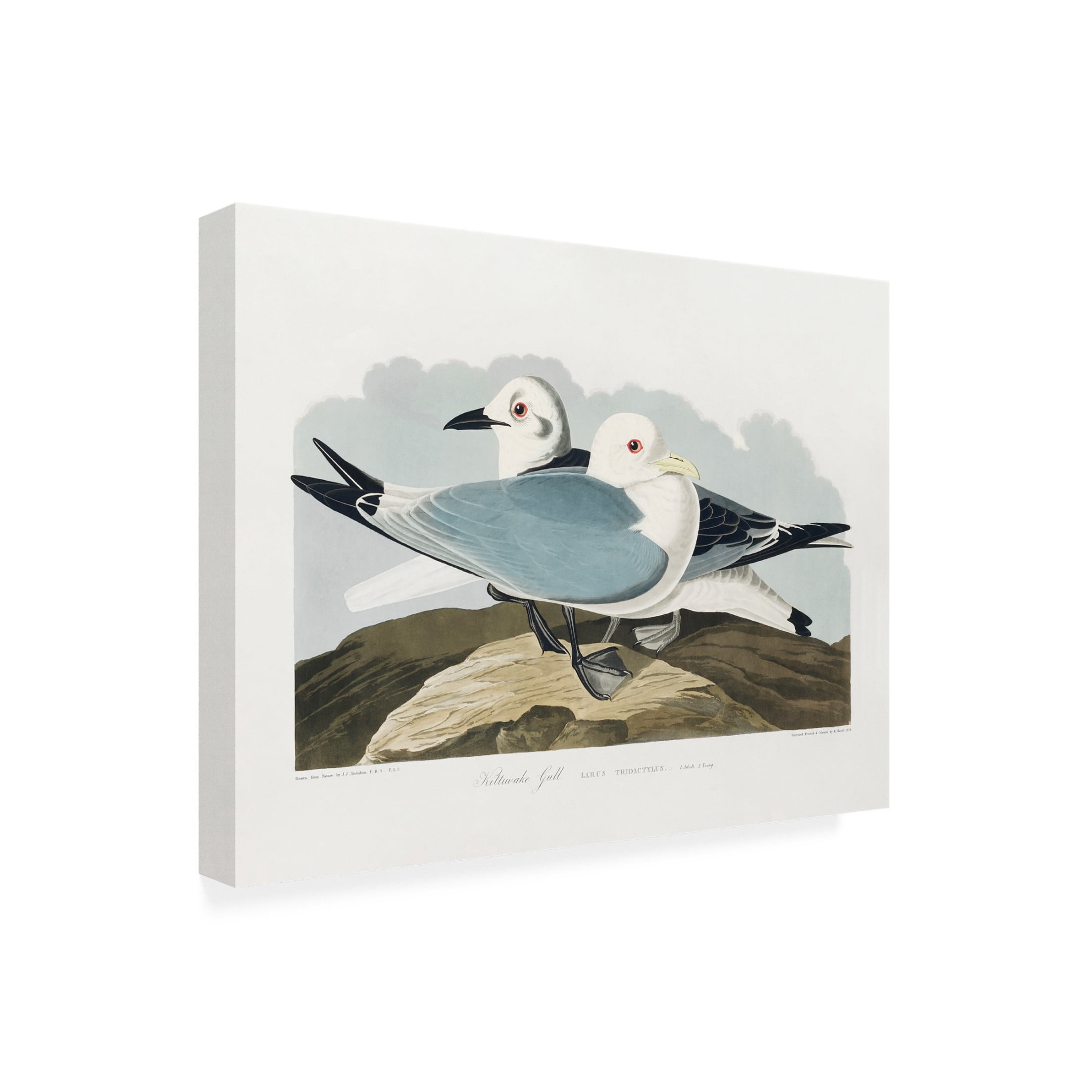 Trademark Fine Art Pictufy Kittiwake Gull From Birds of America 1827 Canvas Wall Art
