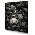 thumbnail image 2 of Designart "Black And White Shells And Pebbles" Seashell Canvas Art Print, 2 of 7