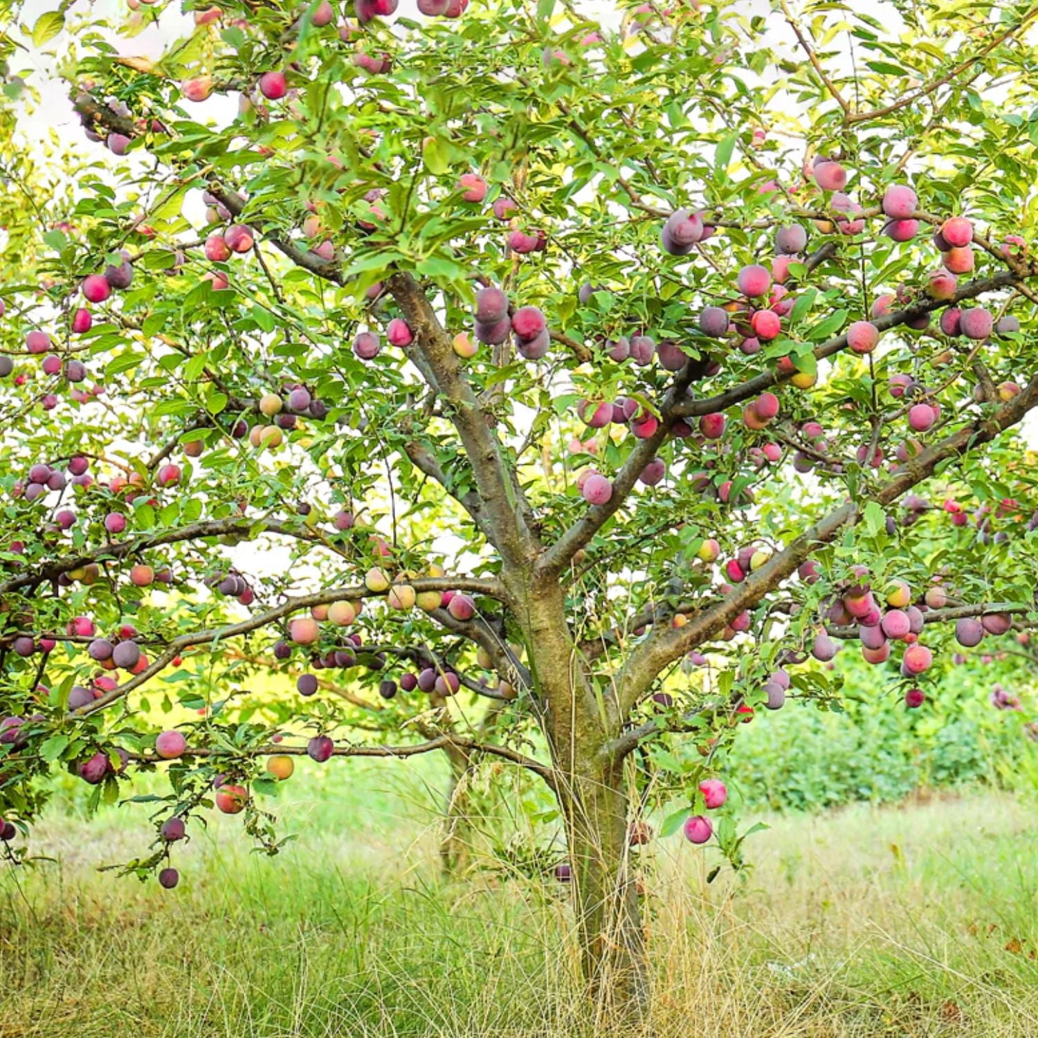 Expert Gardener 3-4 ft. tall All Red Plum Live Tree in 7- Gallon Grower Pot