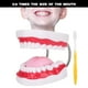 thumbnail image 5 of Modelo Dental, Modelo De Enseñanza De Dientes, Modelo De Dientes De Exhibición Limpia Modelo De Demostración Dental Modelo De Dientes, Para Clínica Dental Enseñanza Dental ANGGREK Dental Teeth Model, 5 of 8