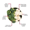 thumbnail image 3 of Mix floretes Fresh Garden brócoli coliflor 500 g, 3 of 4