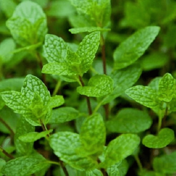 Mojito Mint Plants, 2 Live Herb Plants in 4 in Pots, Non-GMO, Cocktail Mint