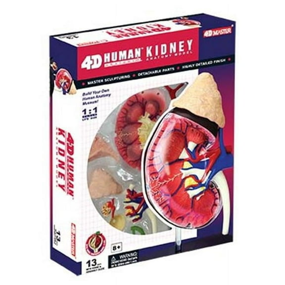 4D Human Kidney Anatomy Science Model - STEM Toy