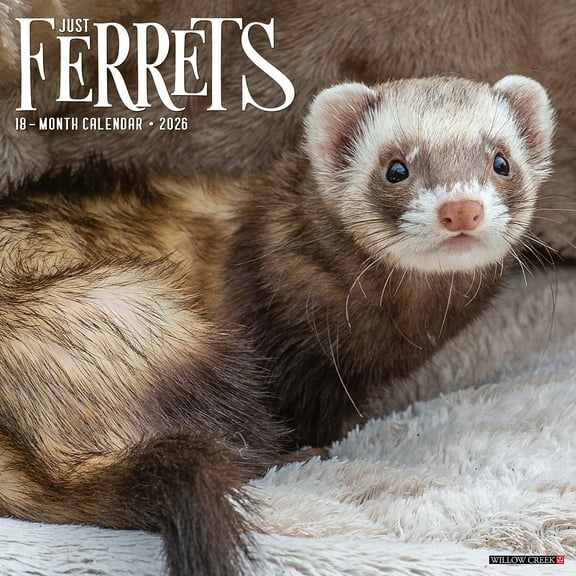 Willow Creek Press, Ferrets 2026 Wall Calendar, 12'' X 12'', 18-Month Calendar with Stapled Binding