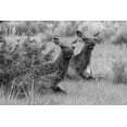 thumbnail image 2 of Frank, Jacob W. 18x13 Black Ornate Wood Framed with Double Matting Museum Art Print Titled - Cow Elk in Mammoth Hot Springs, Yellowstone National Park, 2 of 4