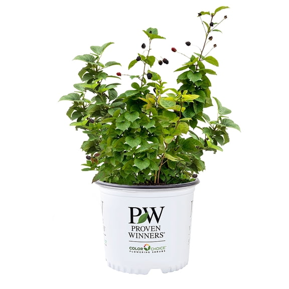 Proven Winners ColorChoice Taste of Heaven Blackberry Live Shrub (2 Gallon)
