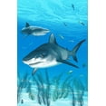 thumbnail image 4 of Tiger Shark (1000 Piece Puzzle, Size 19x27, Challenging Jigsaw Puzzle for Adults and Family, Made in USA), 4 of 4