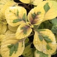 thumbnail image 6 of 2 Plectranthus Swedish Ivy Plants Live To Grow, In 3 Inch Pot, Variegated Swedish Ivy Live Plant, Swedish Ivy Mint Starter Plants, 4-6" Tall, 6 of 6