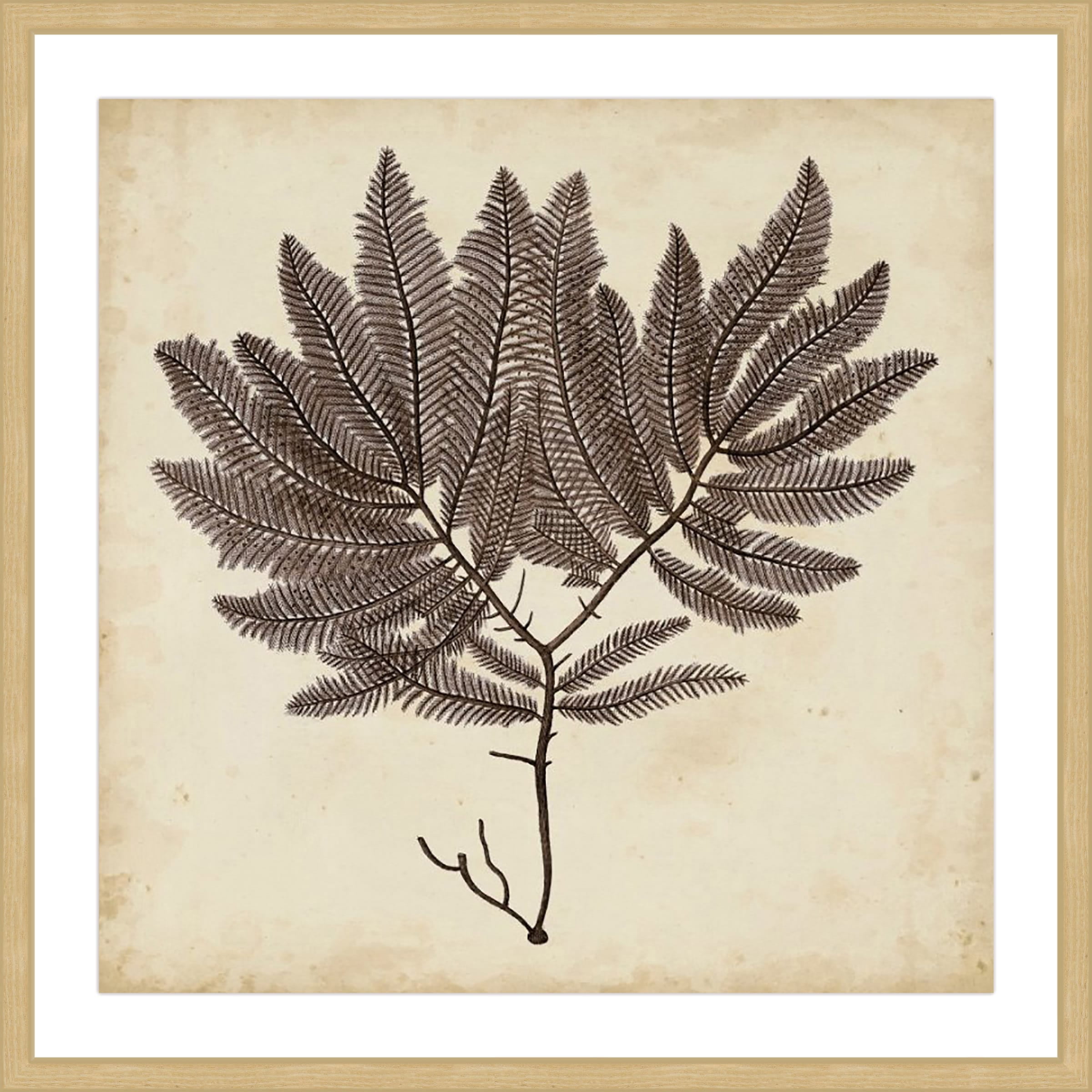 Marmont Hill "Vintage Seaweed II" Framed Painting Print