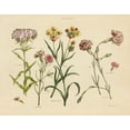 thumbnail image 3 of Gango Home Decor Vintage Herbal Botanical VII & Herbal Botanical VIII by Wild Apple Portfolio (Ready to Hang); Two 14x11in Gold Trim Framed Prints, 3 of 5