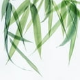 thumbnail image 2 of Poinski, Dianne 26x26 White Modern Wood Framed Museum Art Print Titled - Swaying Bamboo 1, 2 of 4