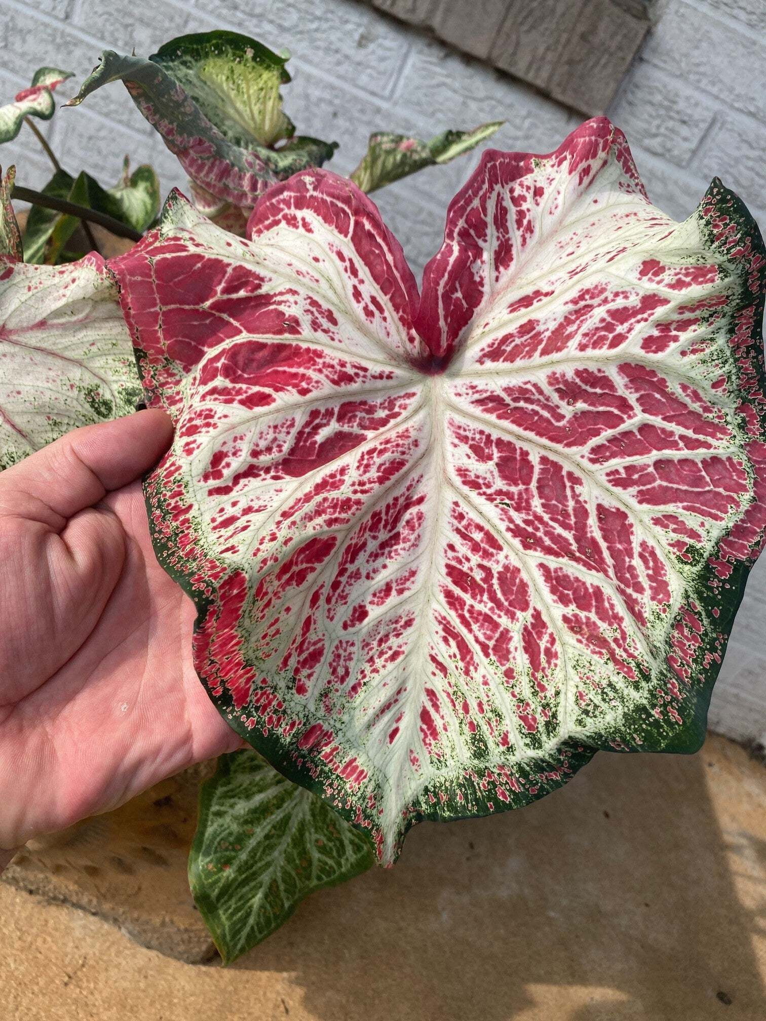 Peppermint Caladium (2 bulbs) Easy to Grow Houseplant Outdoor