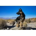 thumbnail image 2 of Muench, Zandria 14x11 Gold Ornate Wood Framed with Double Matting Museum Art Print Titled - German Shepherd in the Coachella Valley-California, 2 of 4