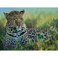 thumbnail image 2 of Fitzharris, Tim 32x25 White Modern Wood Framed Museum Art Print Titled - Leopard-Kenya, 2 of 4
