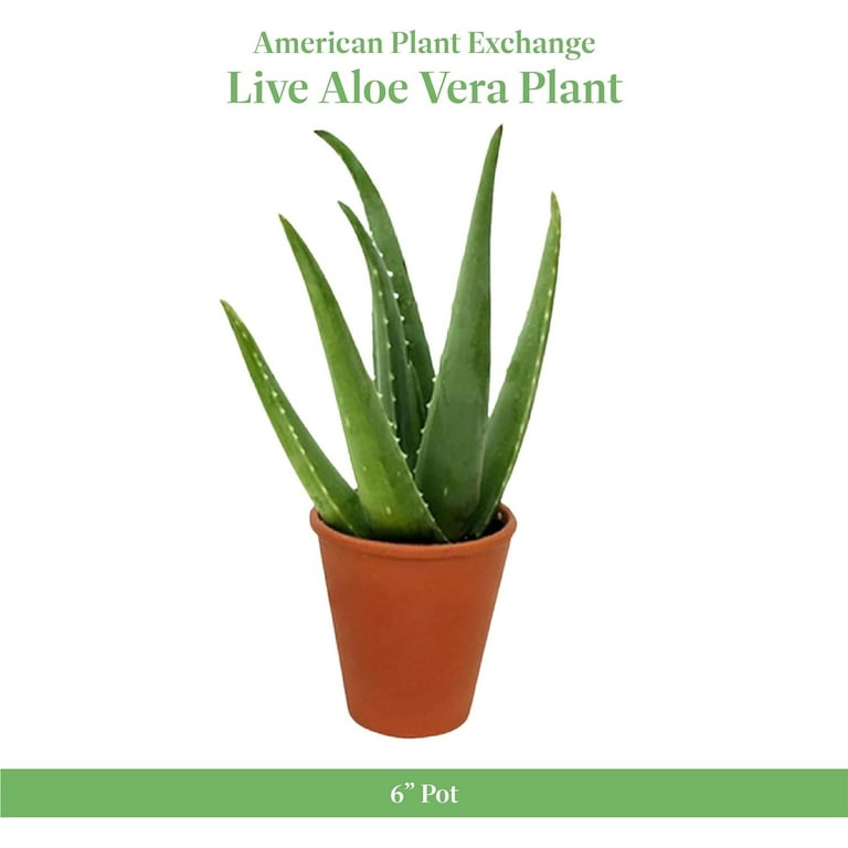 American Plant Exchange Aloe Vera Succulent, Medicinal Live Plant, 6-Inch  Pot, Indoor or Outdoor Use