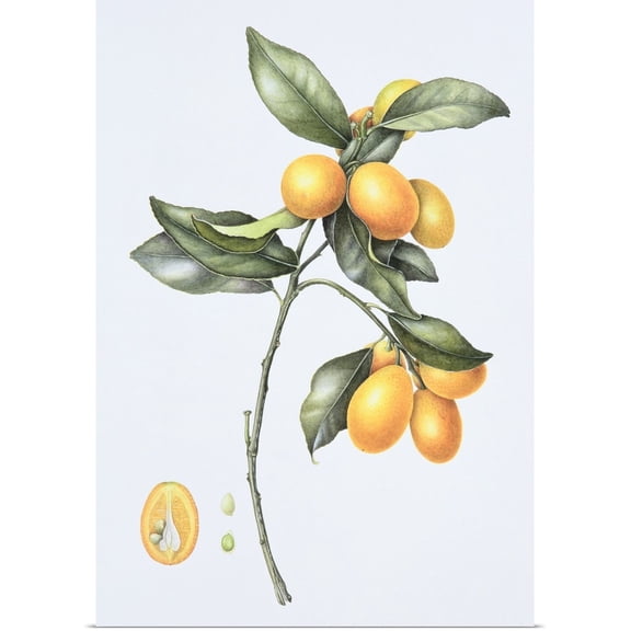 Great BIG Canvas | Rolled Margaret Eden Poster Print entitled Kumquat, 1996