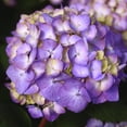 thumbnail image 3 of Endless Summer BloomStruck Reblooming Hydrangea Live Shrub in 1-Gallon Grower Pot, 3 of 14