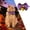 Purple, variant on Halloween Pet Bow Tie with Pumpkin and Bell - Festive Cat Dog Neckwear Accessory for Holiday Parties(Orange,S)