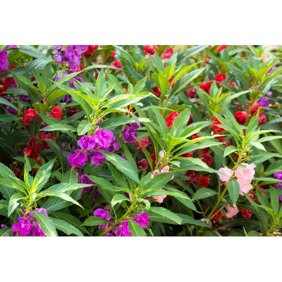 100 IMPATIENS (Balsam / Lady Slipper / Touch Me Not) Impatiens Balsamina Flower Seeds
