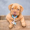 thumbnail image 4 of Durable Interactive Dog Chew Toy for Aggressive Chewers Long Lasting Bone Design Promotes Health and Playful Engagement for All Sized Dogs, 4 of 5