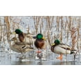 thumbnail image 2 of Archer, Ken 18x13 Black Ornate Wood Framed with Double Matting Museum Art Print Titled - Mallard Drakes and northern Pintail Hen, 2 of 4