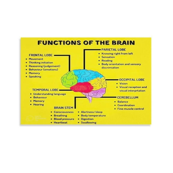 Brain Function Canvas Wall-Art Posters For Room Aesthetic And Decor For Bedroom Living Room Bathroom Kitchen Office Decor poster
