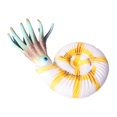 thumbnail image 1 of Delicate Marine Animal Model Simulation Toy Nautilus Hand Model for Children Size S Nautilus, 1 of 8