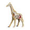 thumbnail image 1 of Bunblic Learning Prop Animal Body Model Animal Biology Learning Toy,Science Kits Teaching Toy Teaching Demonstration for Ages 8+ Kids 31010, 1 of 8
