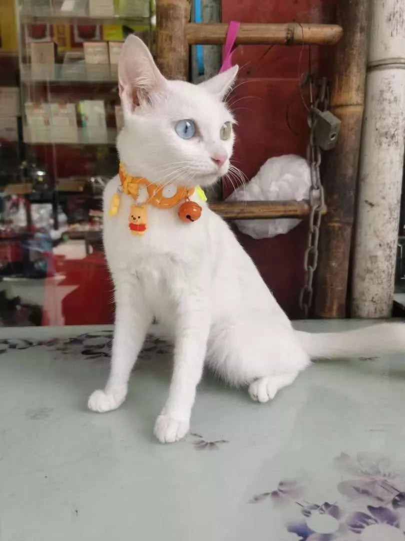 E EYAFA Handmade Dopamine Cat Collar with FindMy GPS Tracker｜AirTag Compatible｜5m Accuracy｜Anti-Lost