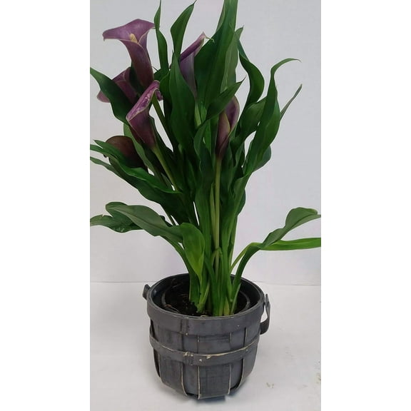 Live Purple Calla Lily in Woven, Gray Gift Bucket- 4 Inch Indoor Plant