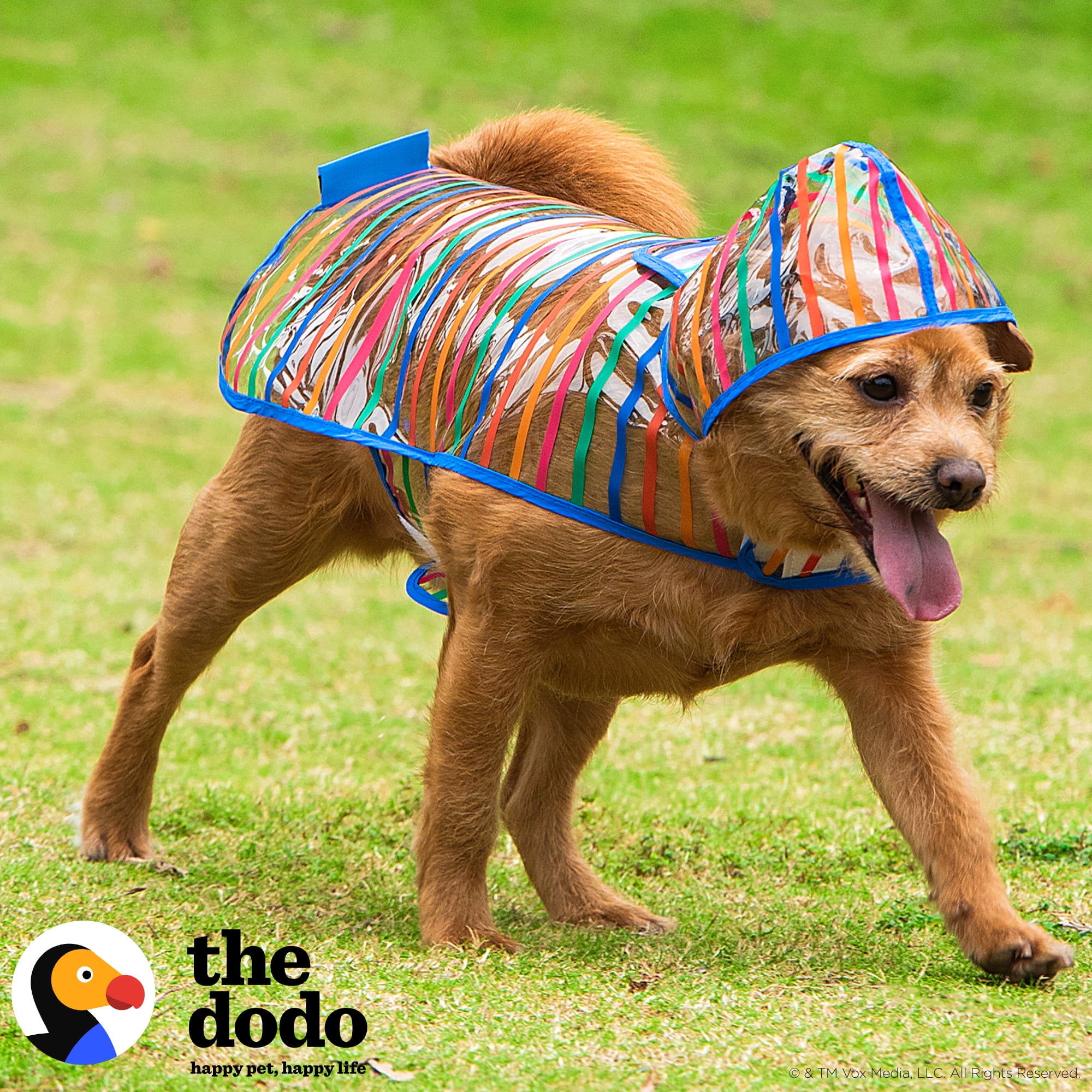 The Dodo Striped Clear Raincoat for Dogs -Medium