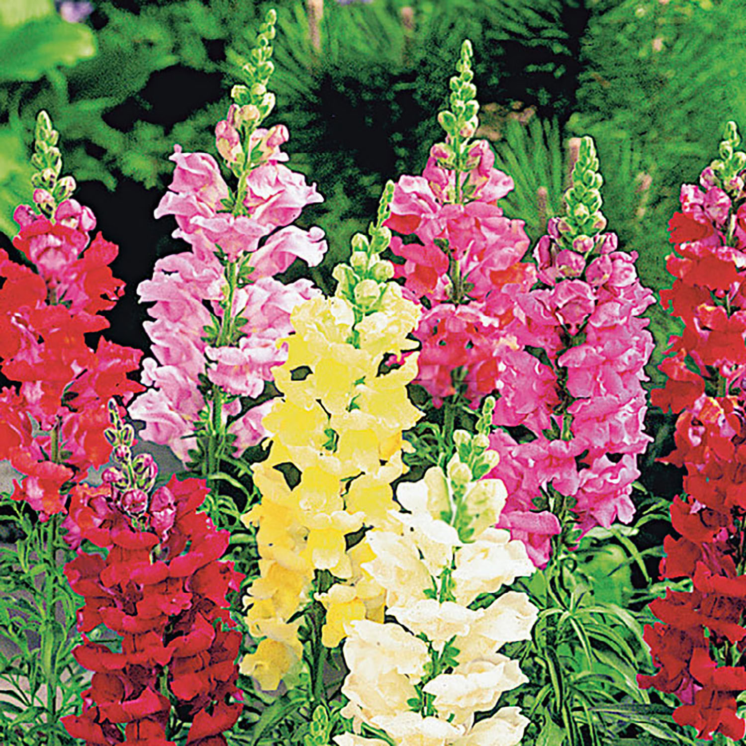 Ferry-Morse 100MG Snapdragon Tall Deluxe Mixed Colors Annual Flower ...